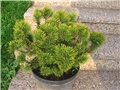 Pinus mugo Carstens